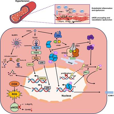 Mitochondrial DNA leakage triggers inflammation in age-related cardiovascular diseases